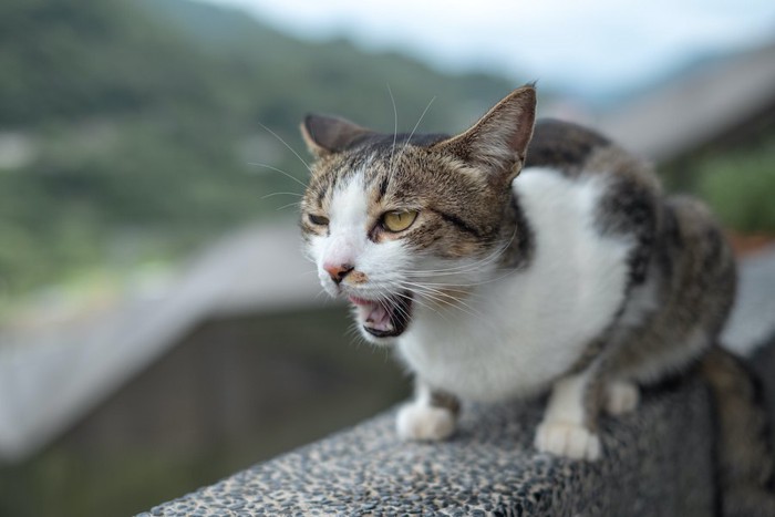 気持ち悪そうに口を開けている猫