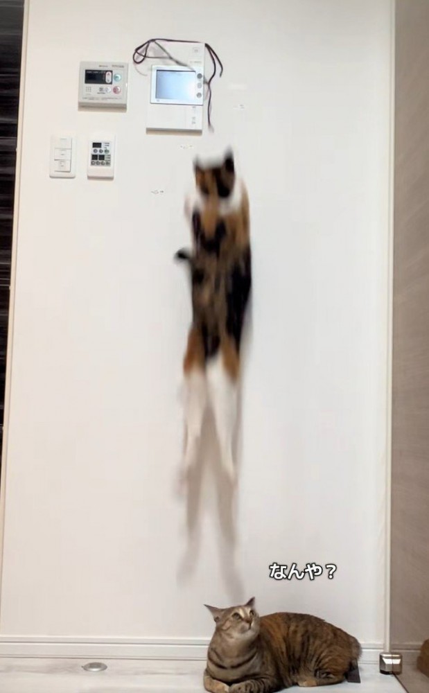 落下する三毛猫と見上げるキジ猫