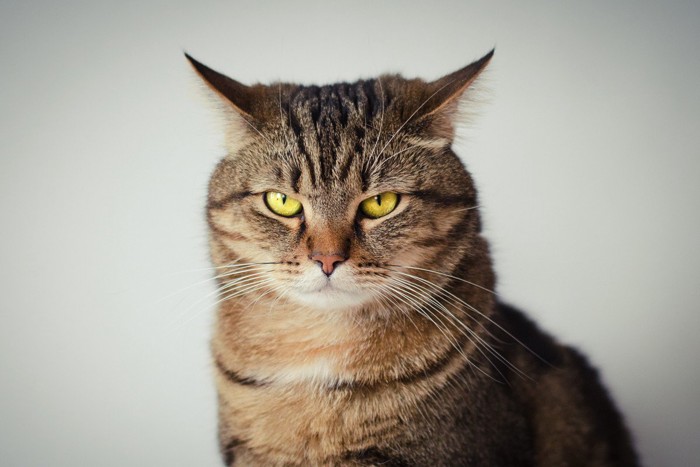 不信な顔の猫
