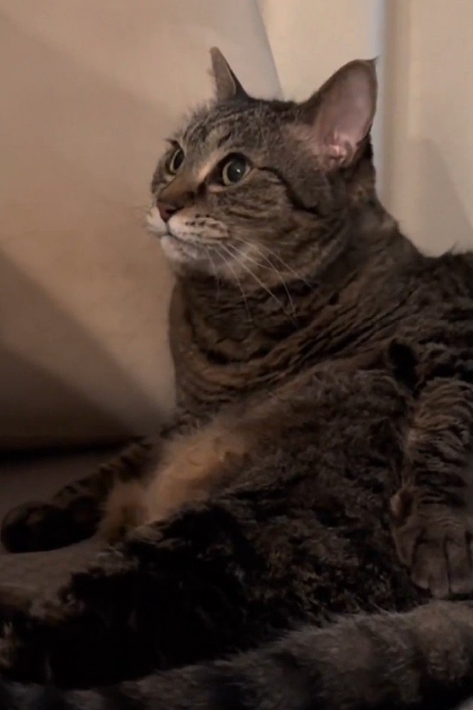 上を見る猫
