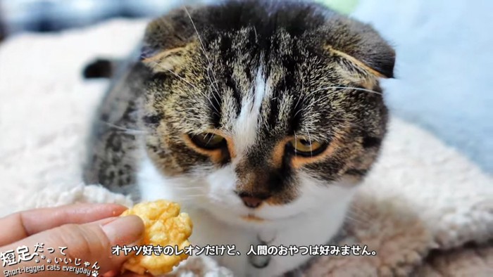 折れ耳の猫