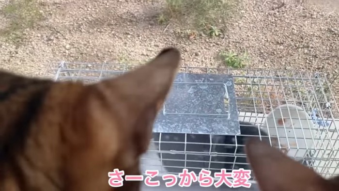 猫の後頭部