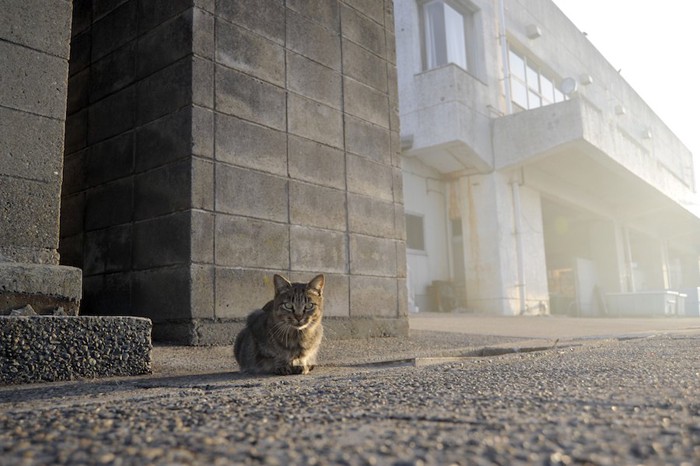 道に座り込む野良猫