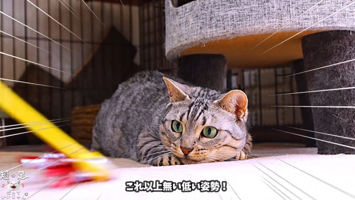 姿勢を低くする猫