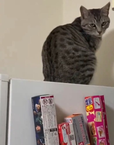 鋭い目の猫