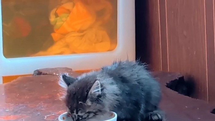 ごはんを食べる子猫