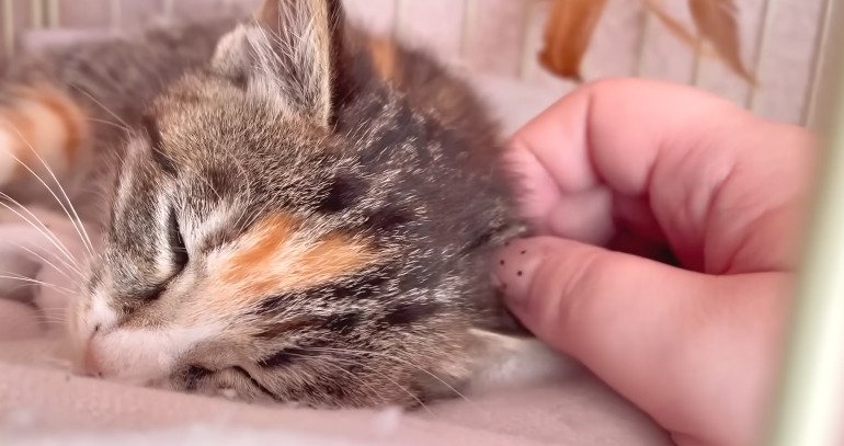 撫でられる子猫