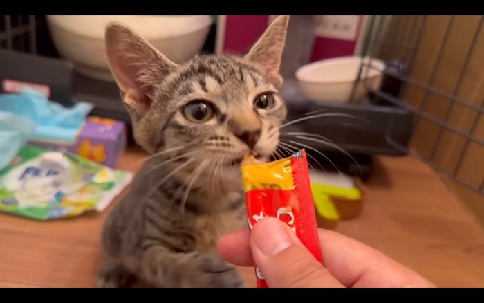 チュールを食べる子猫