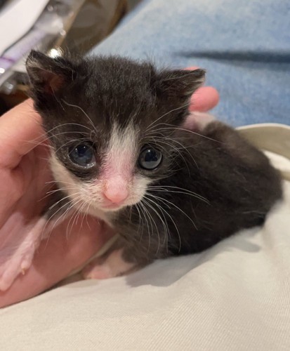 カメラの方を見る子猫