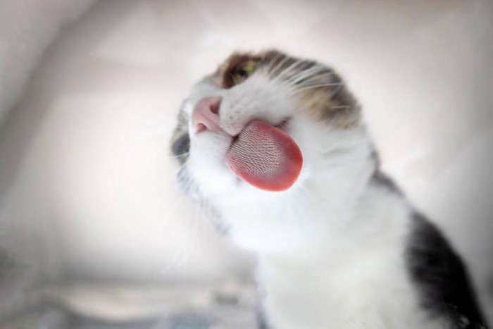 なにかを舐めている猫