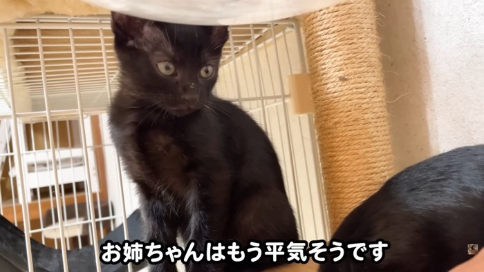 テロップ「お姉ちゃんはもう～」