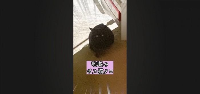 ボス猫