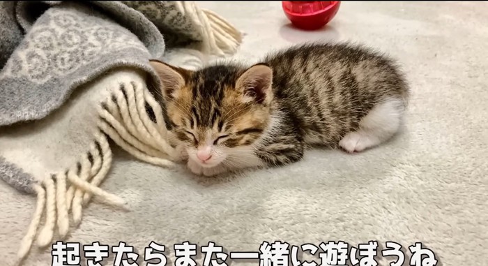 眠る猫