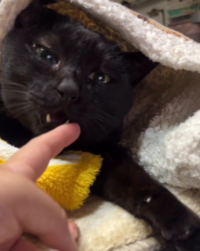 人の指を握る猫