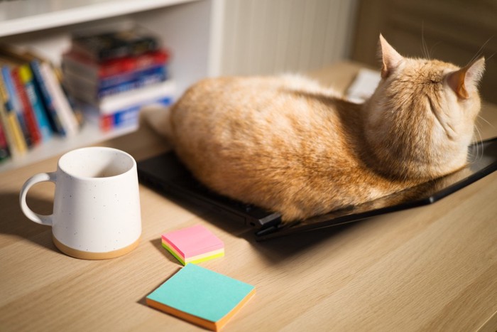 茶猫