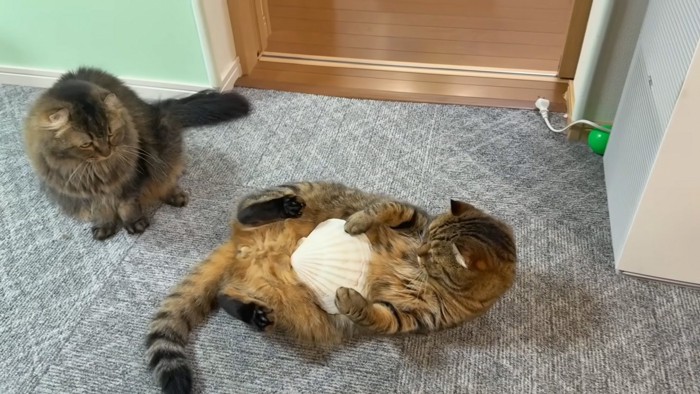 ラッコ猫