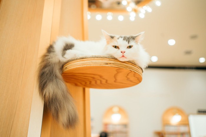 リラックスする猫