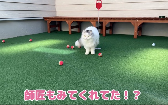 ドヤ顔猫