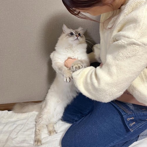 人と見つめ合う猫