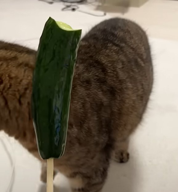 きゅうりから完全に顔を背けてしまう猫