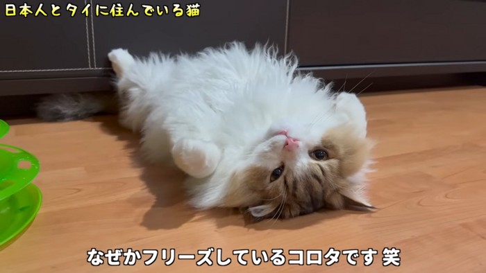 仰向けの猫