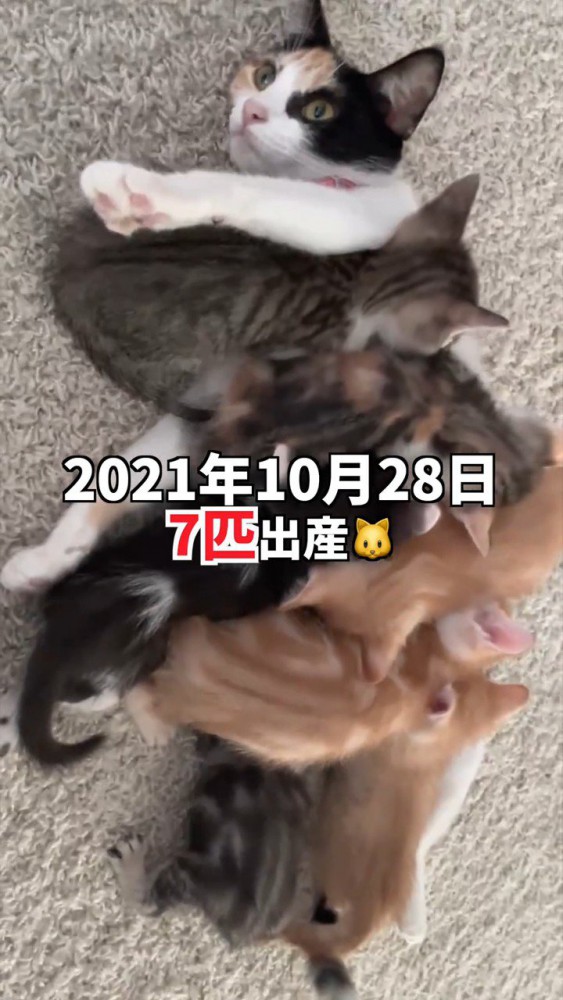 母猫に群がる子猫たち