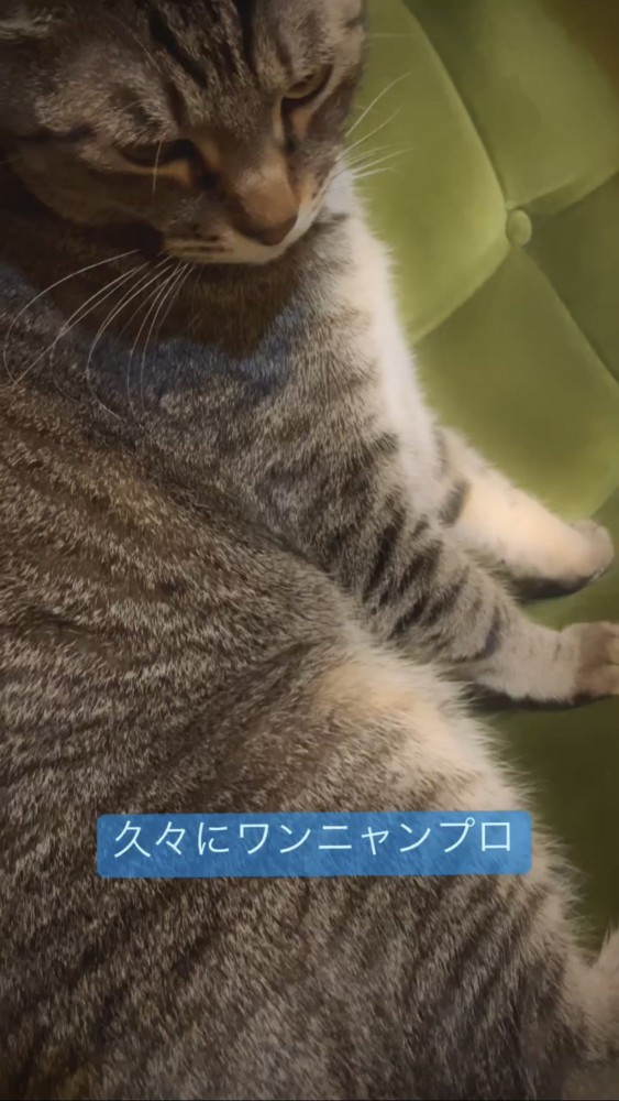 睨む猫