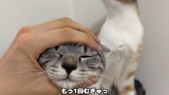 顔をつかまれる猫とその向こうの猫