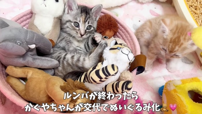 ポーズをキメるサバトラの子猫