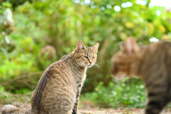 鉢合わせる猫