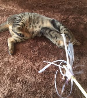 猫が1匹だけ写っている