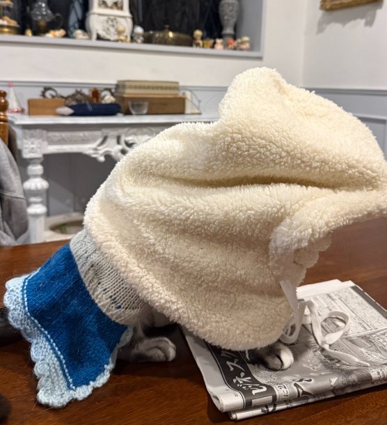 帽子をかぶる猫（横）