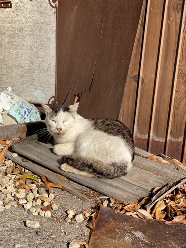 外にいる猫