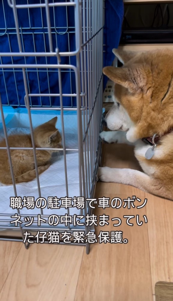 ケージ越しの子猫と柴犬3