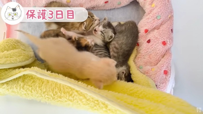 起こす子猫