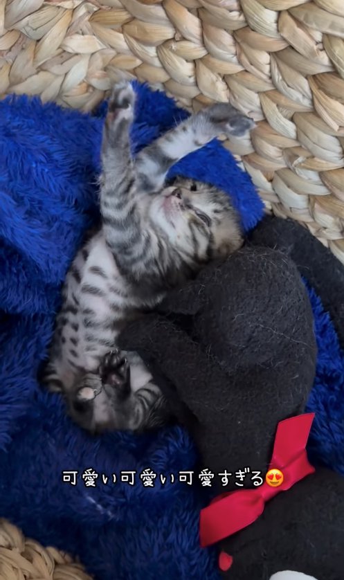 カゴの中で伸びをしている子猫