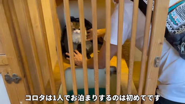 キャリーを開けてもらう猫