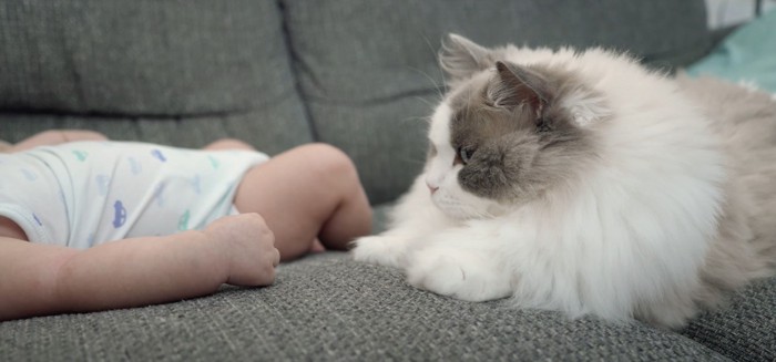 赤ちゃんと猫