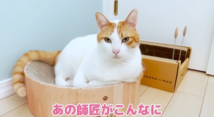 ベッドの中の猫