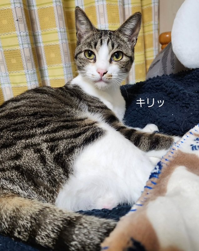 キリッとした猫