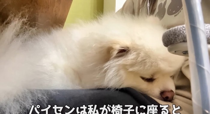 膝の上の犬