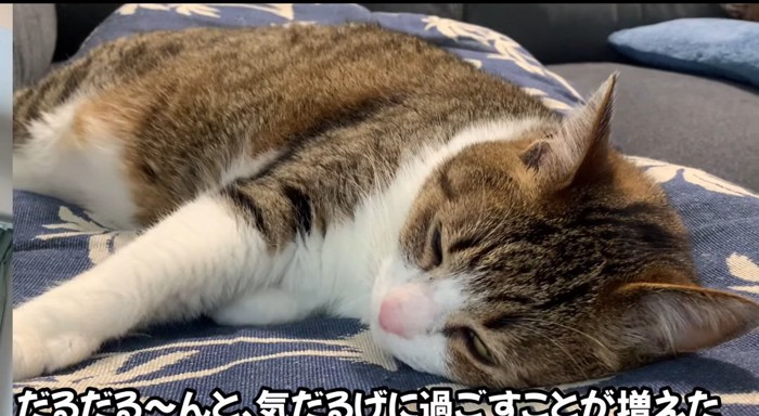 横たわる猫