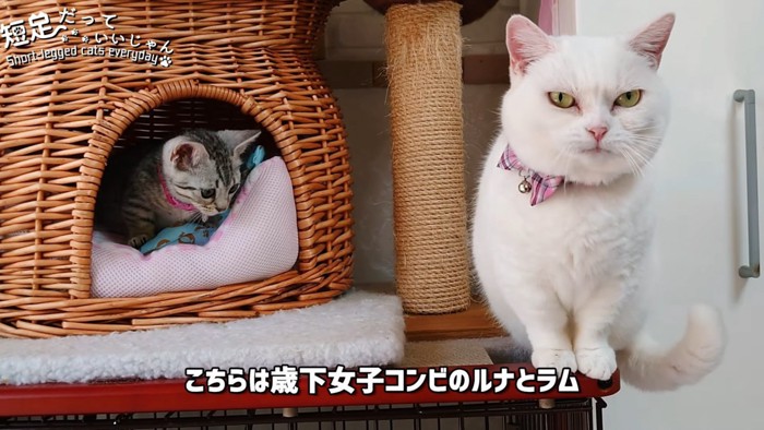 座る猫とかごの中の子猫