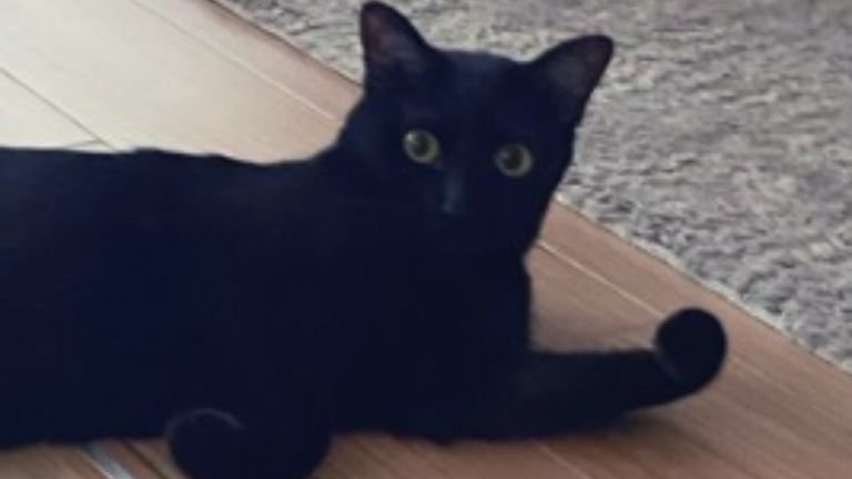室内にいる猫