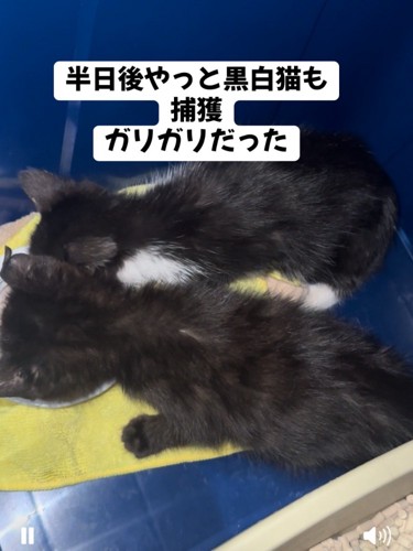 ごはんを食べる子猫たちの背中