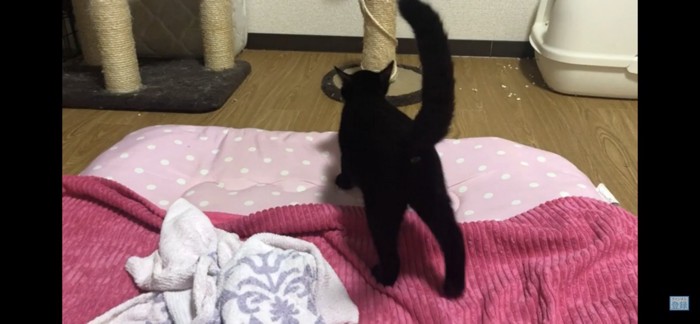 お尻を向けた猫