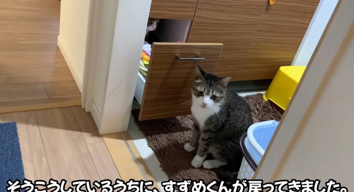 引き出しの前の猫