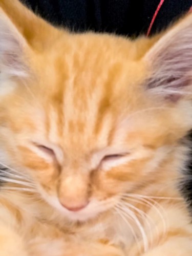 子猫の寝顔