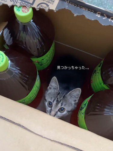 箱の中で上目遣いする子猫