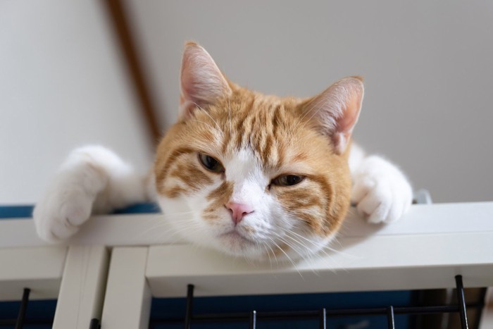 キャットケージの上でくつろぐ茶白猫